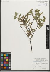 Foto von Salix purpurea L.